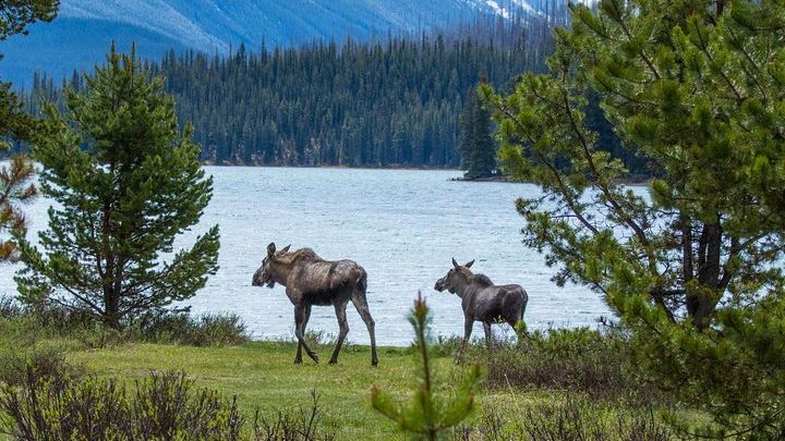 Jasper National Park Highlights Tour with Maligne Lake Hike