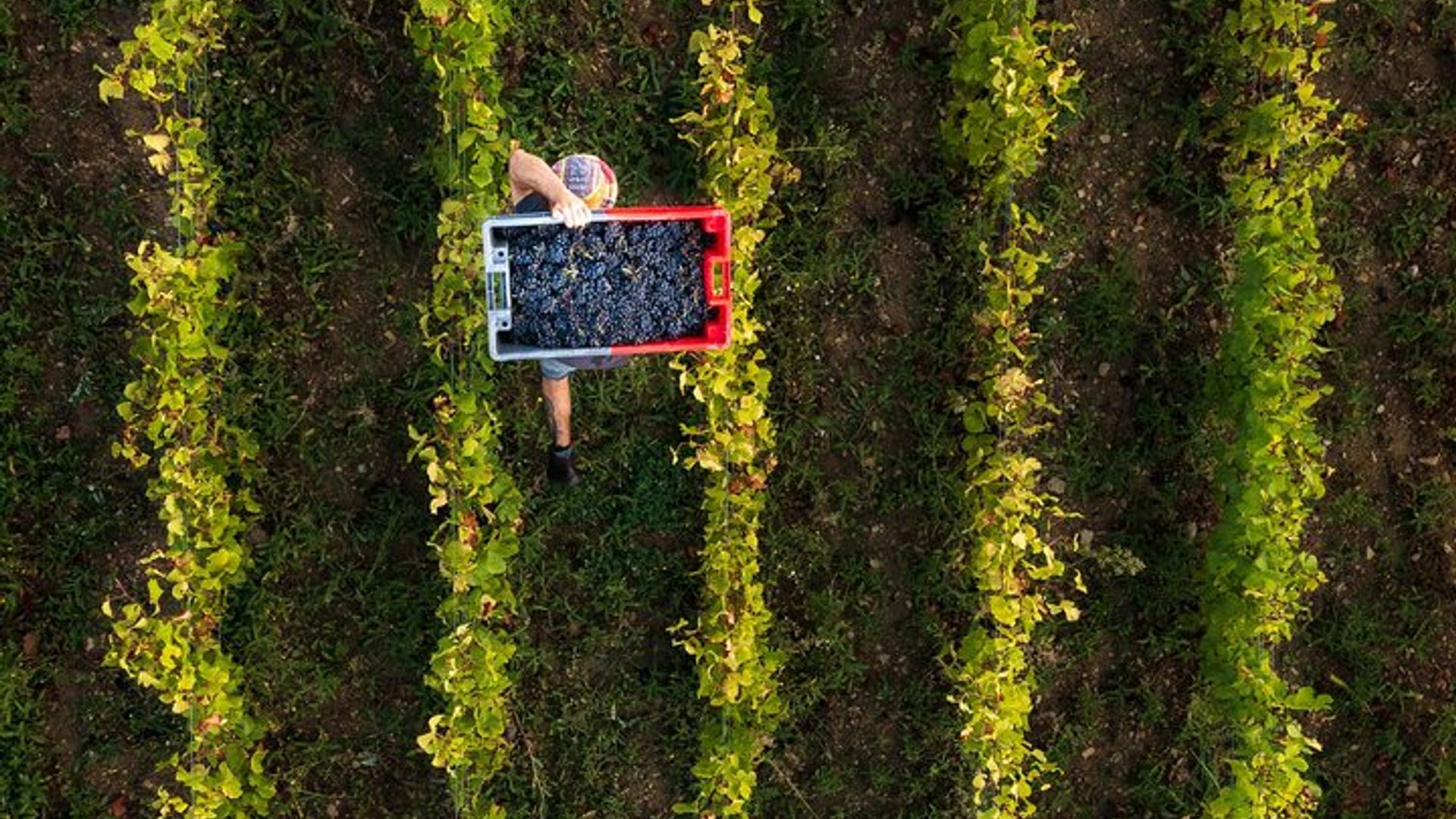 Burgundy Full-Day Côte de Beaune & Nuits 15 Wines Tasting Tour