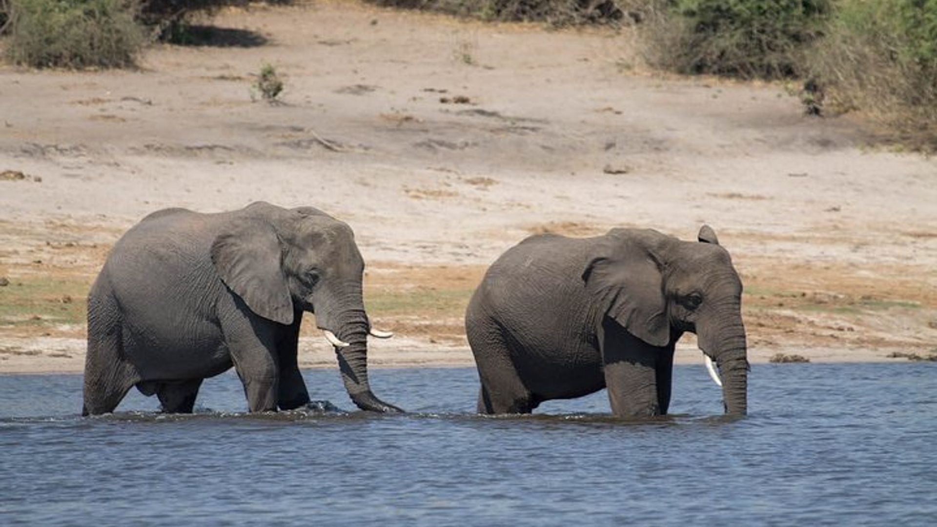 Iminsi 2 ya Chobe Park Safari Urugendo hamwe nijoro mwisumo rya Victoria
