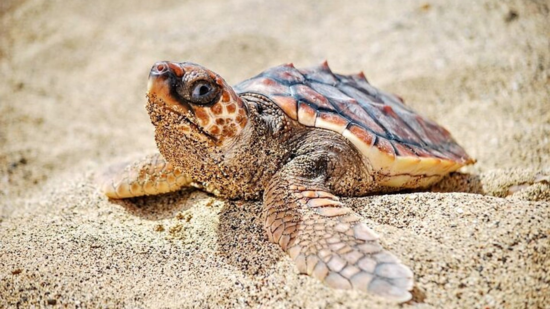 Excursion d'une journée complète sur l'île de Sal à Santa Maria
