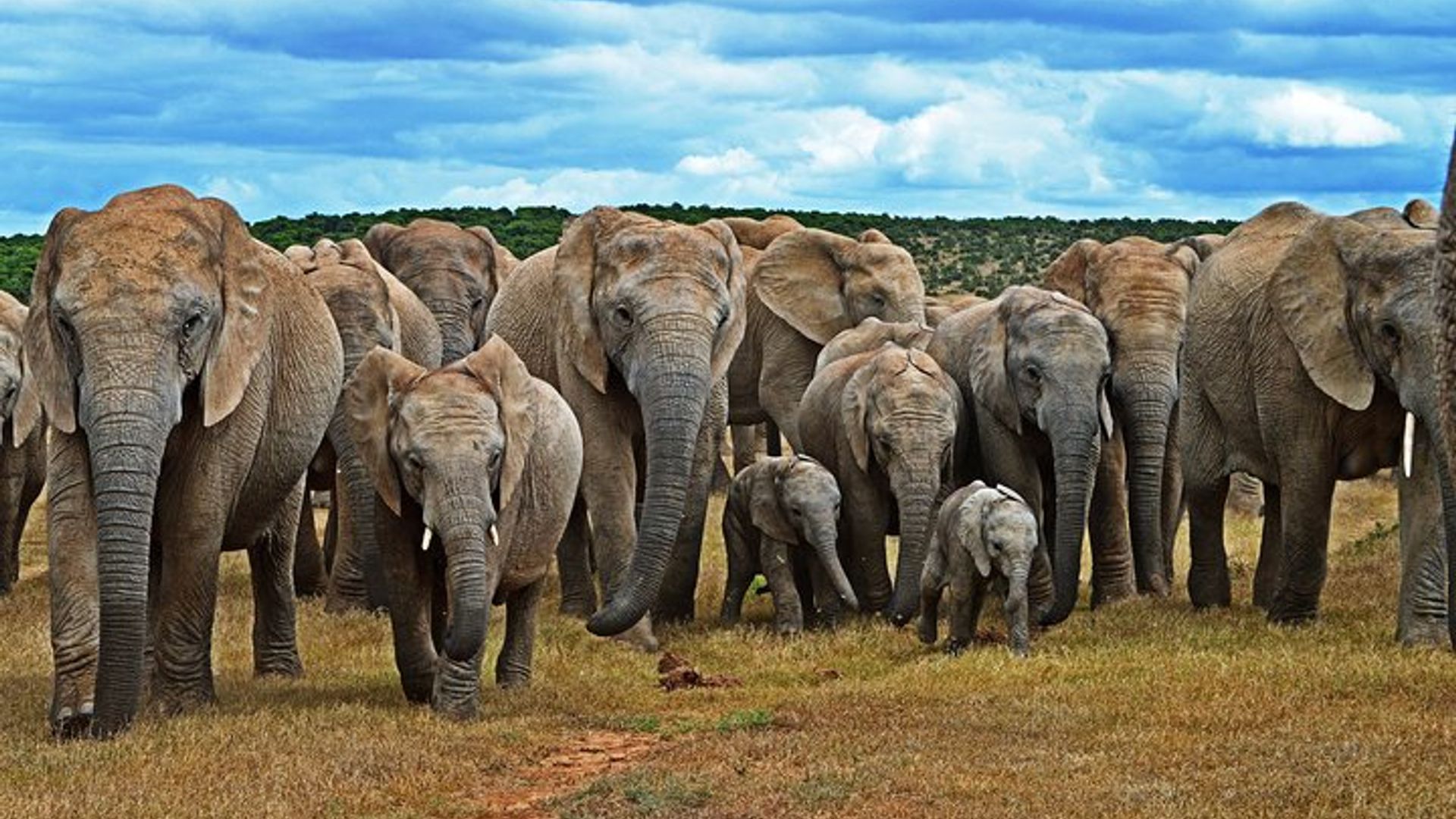 6-Tage Garden Route- und Addo-Abenteuer von Kapstadt aus