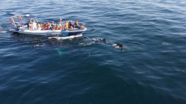 Dolphin Watching from Lagos with Marine Biologists