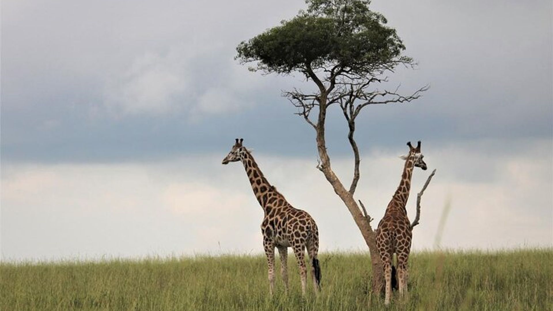 Gorillas, Chimpanzees and Wildlife Adventure