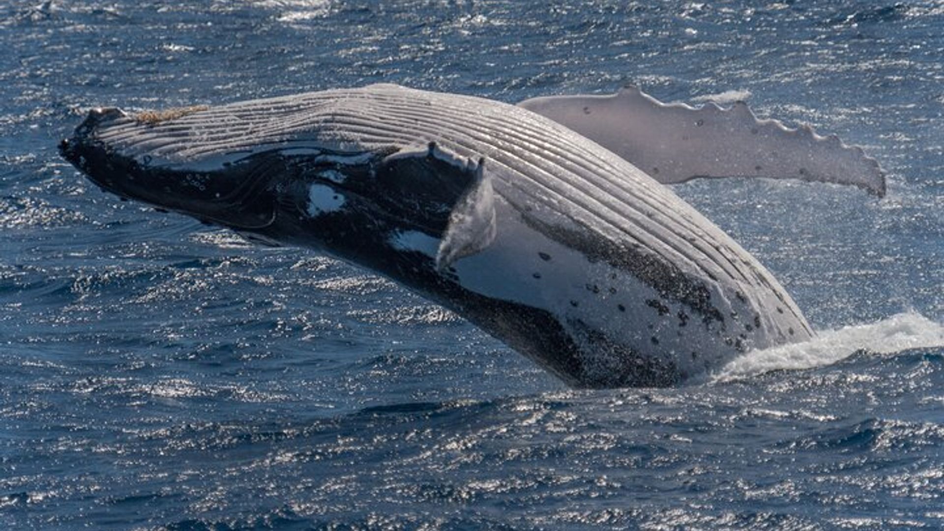 Hermanus Whale Watching Boat Trip
