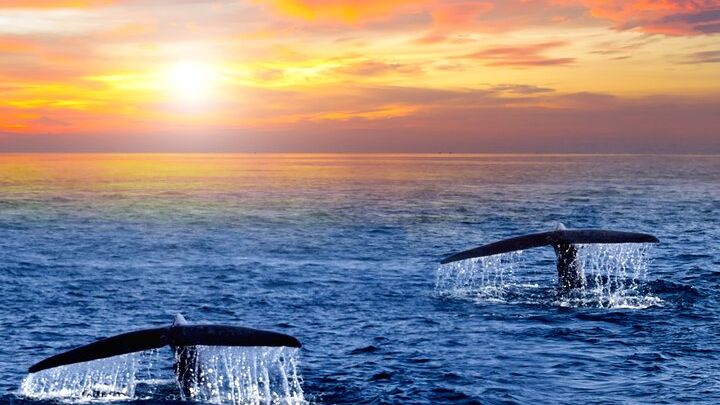 San Jose del Cabo Sunrise Whale Watching Mini Cruise