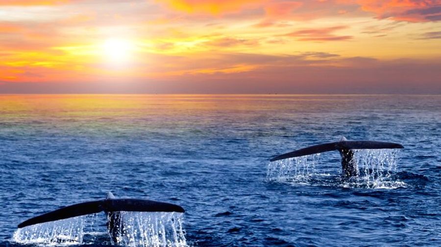 San Jose del Cabo Sunrise Whale Watching Mini Cruise