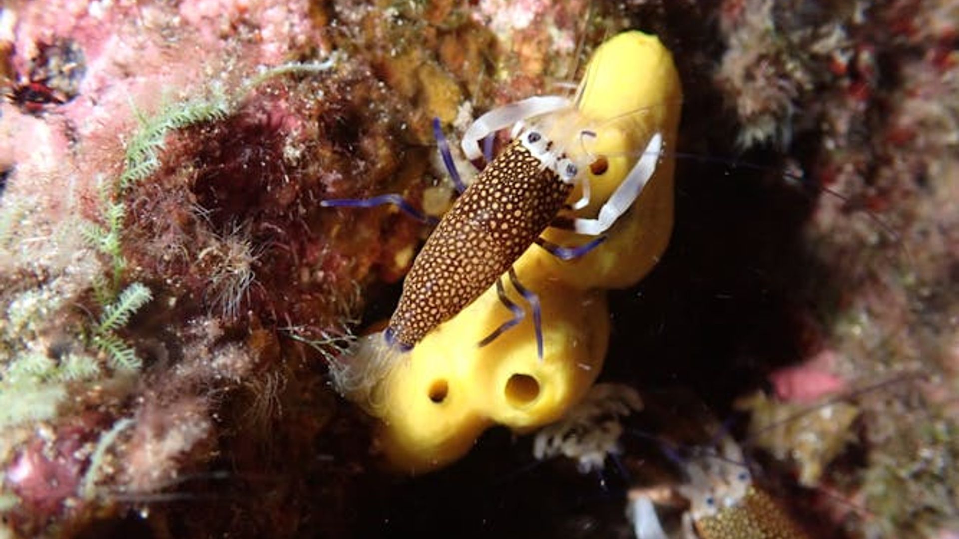 Night snorkelling tour