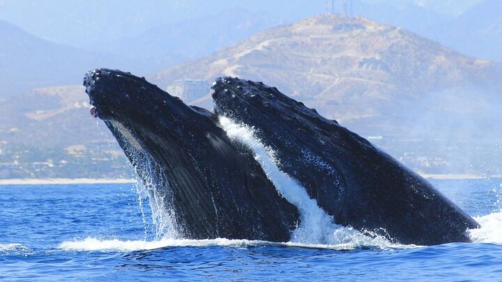 Los Cabos Whale Watching Tour with Pickup and Photos