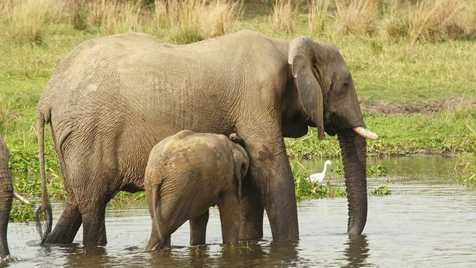 กอริลล่า ชิมแปนซี และสัตว์ป่าซาฟารียูกันดา 12 วัน
