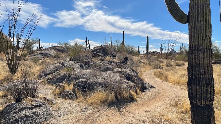 Sonoran Desert Private Guided Hiking Tour