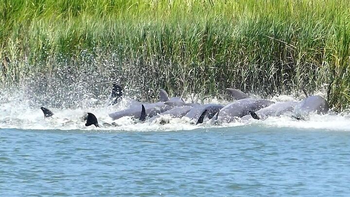 Hilton Head Dolphin Watching Private Boat Tour