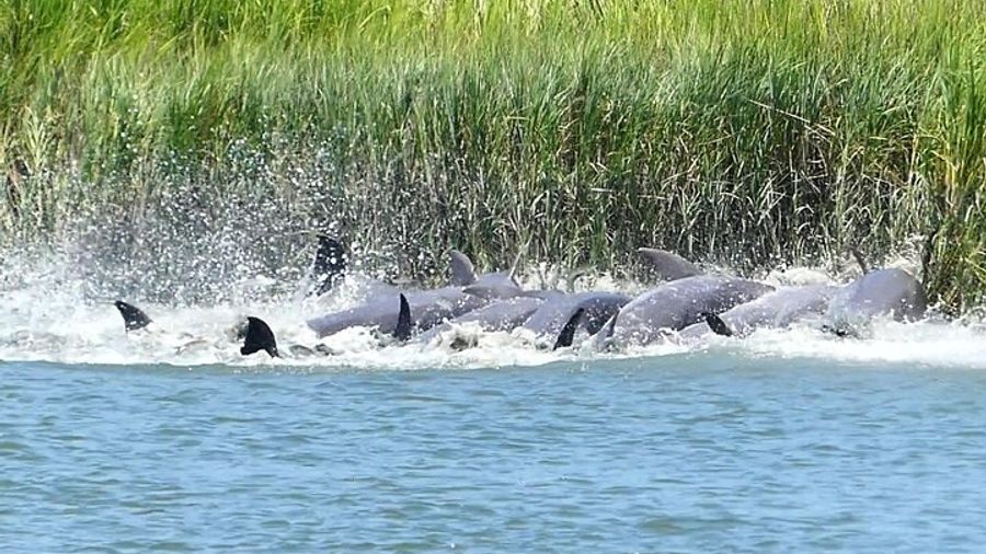 Hilton Head Dolphin Watching Private Boat Tour