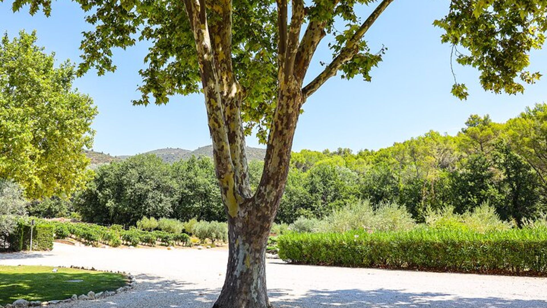 Die Weine des Luberon, das Château de Lourmarin & das Olivenöl Bastide du Laval