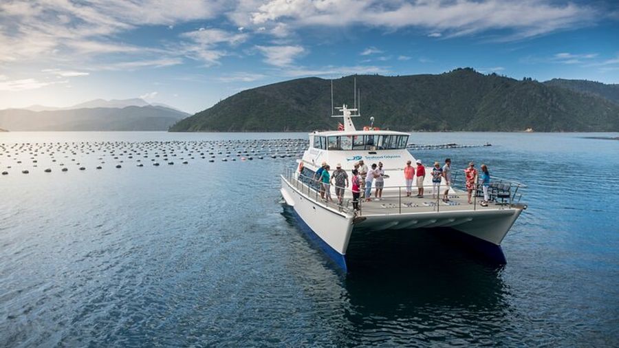 Queen Charlotte Sound Marlborough Seafood Cruise From Picton