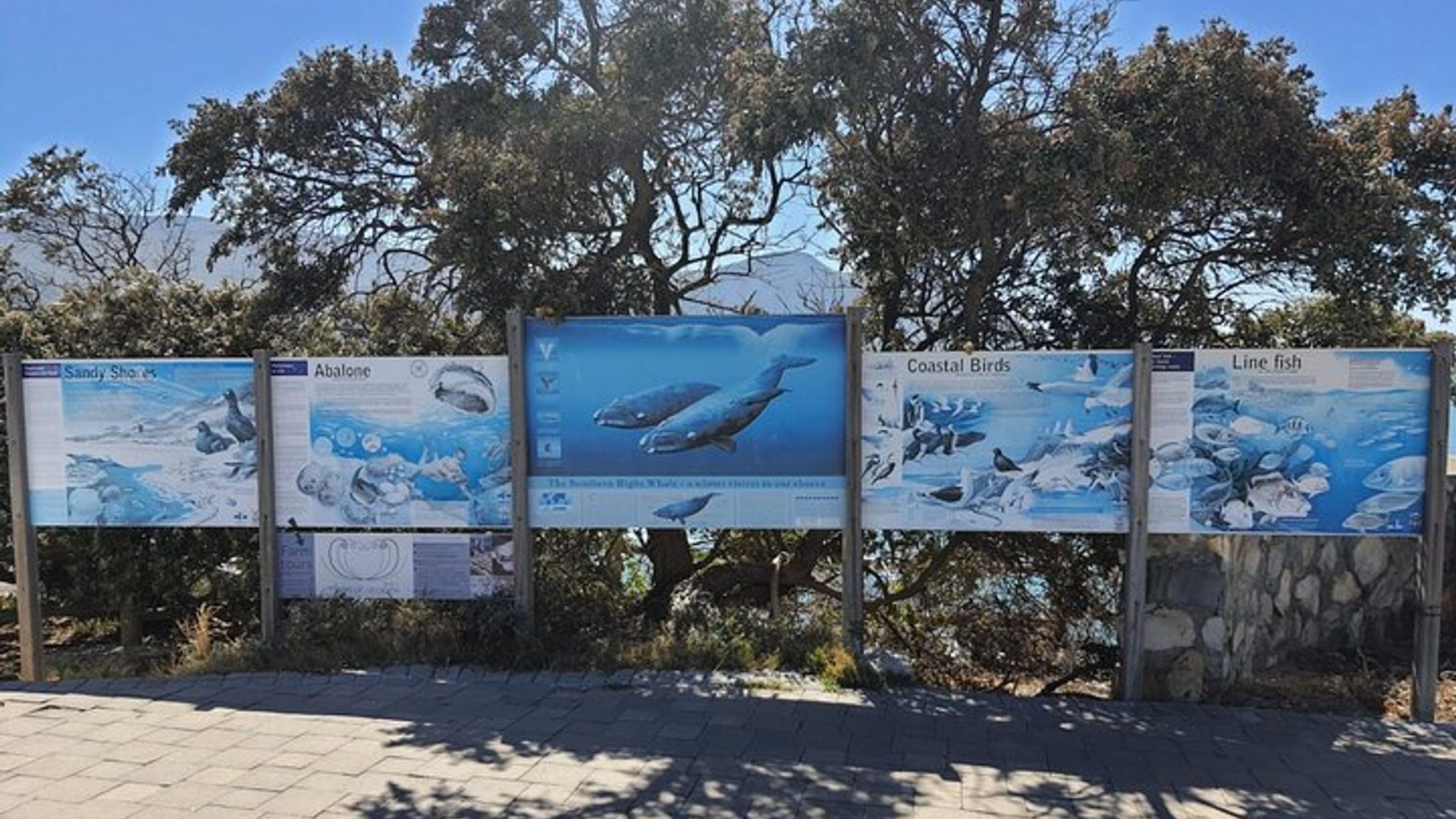 Hermanus Whale Watching Shared Boat Trip & Penguins Private Tour
