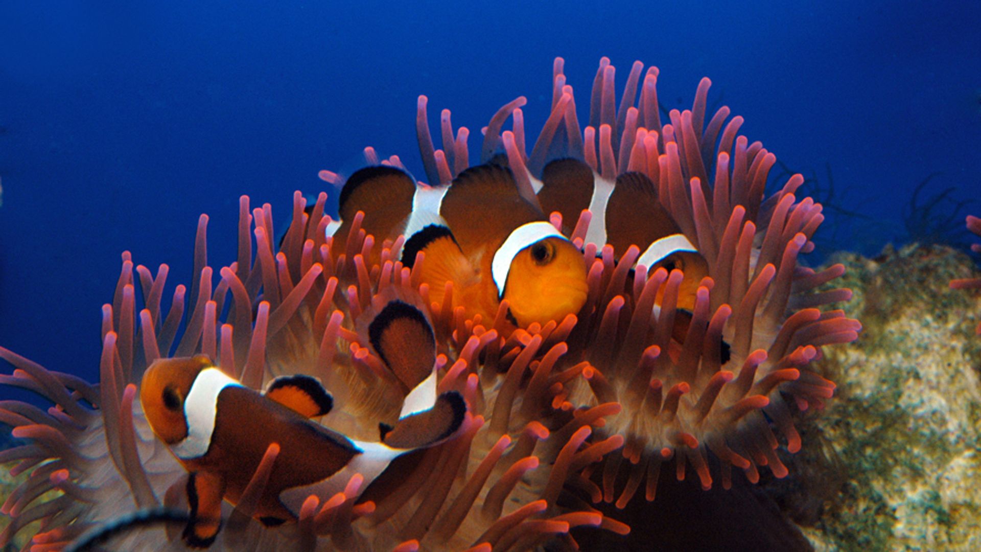 Aquarium of Genoa: Reserved Entry
