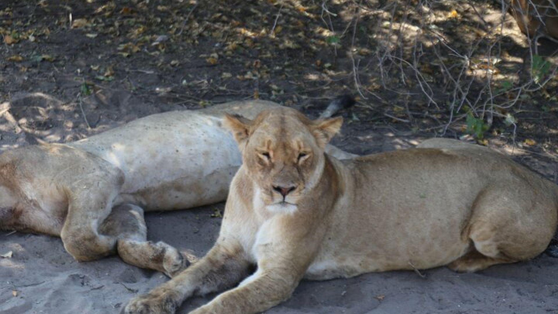 Zimbabwe, Zambia, Botswana, & Namibia 5-Day Small-Group Tour