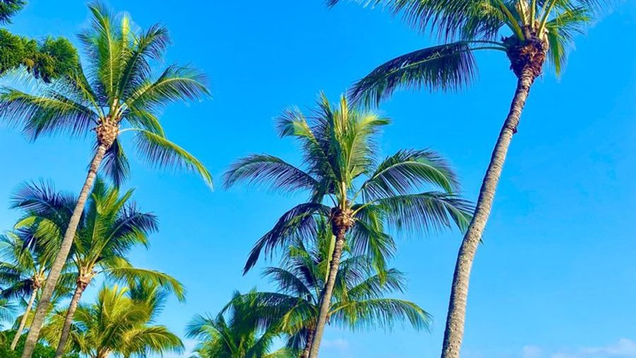 Private Airlie Beach Tuk-Tuk Tours