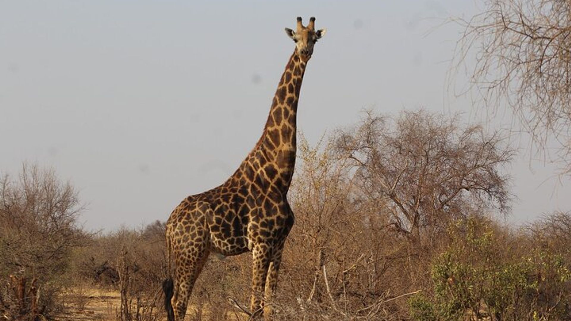 Upper Zambezi Canoeing