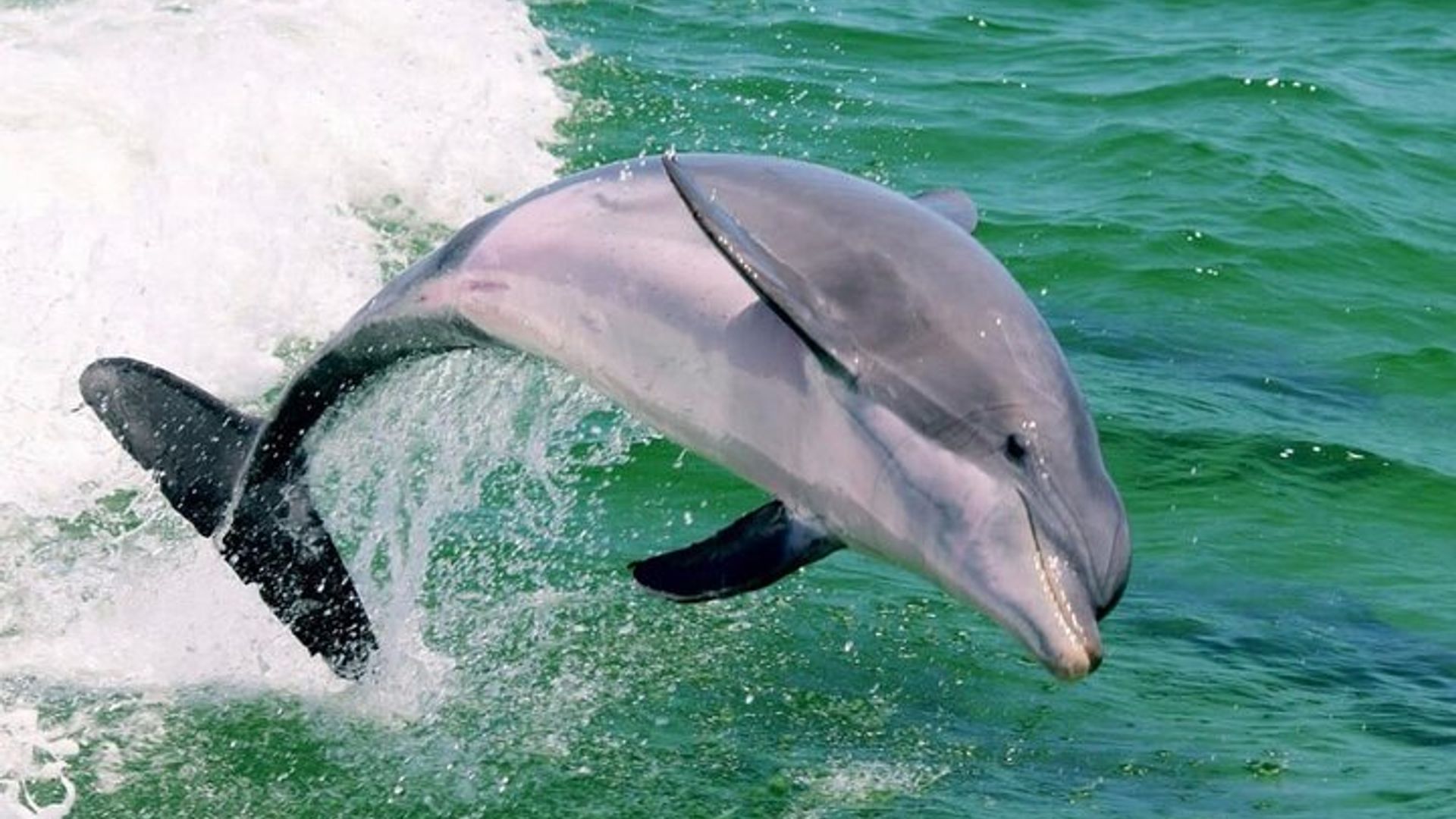 Destin: Dolphin Watching and Sunset Cruise