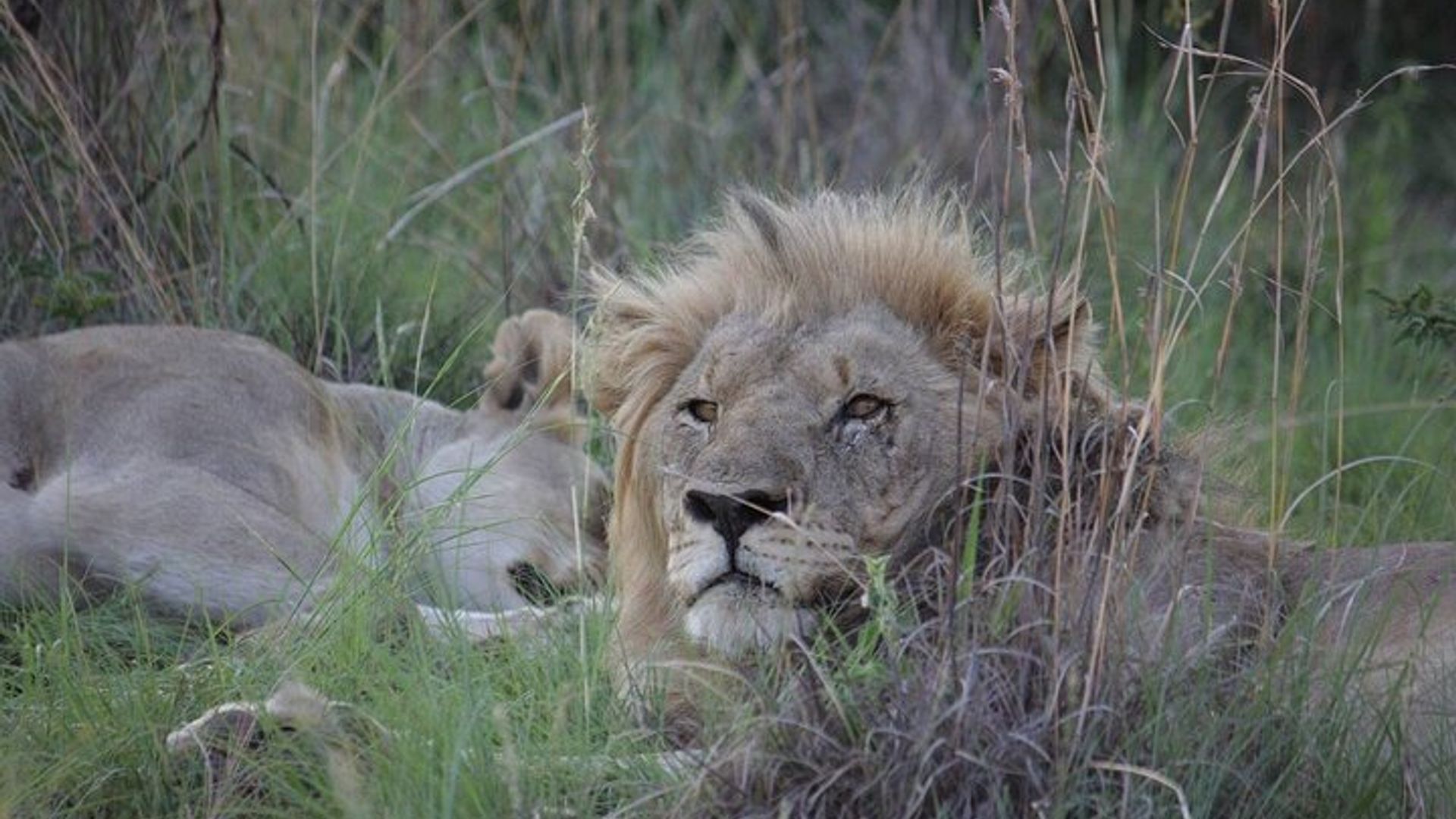 From Johannesburg Full Day Pilanesberg National Park Safari