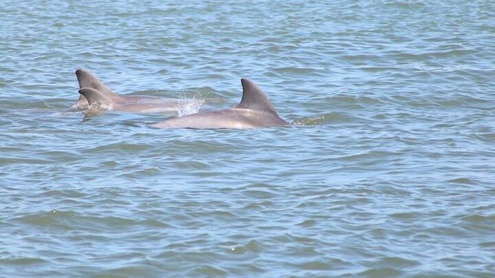 St. Augustine: Scenic Wildlife & Harbor Cruise
