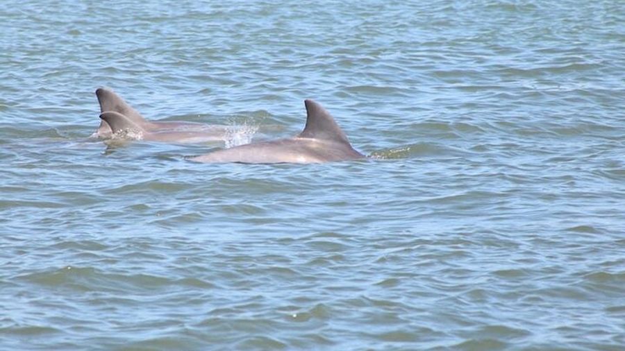 St. Augustine: Scenic Wildlife & Harbor Cruise