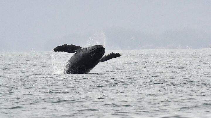 Sitka Premier Whale Watching and Wildlife Small-Group Tour