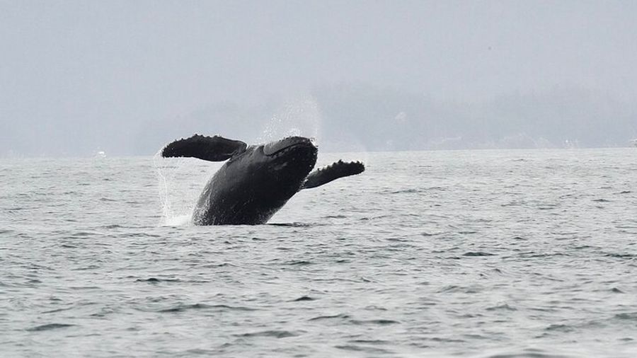 Sitka Whale-Watching and Wildlife Tour, Most-Booked in Sitka