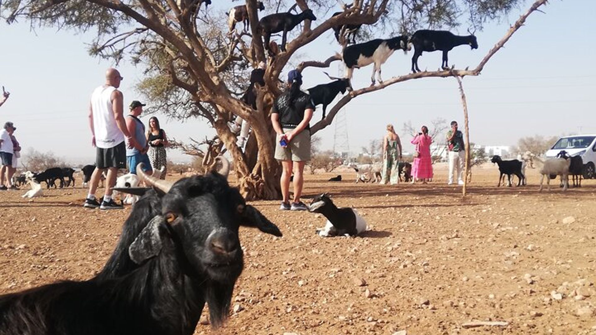 Agadir Baumkletterziegen & optionale Souk El Had Big Market Tour