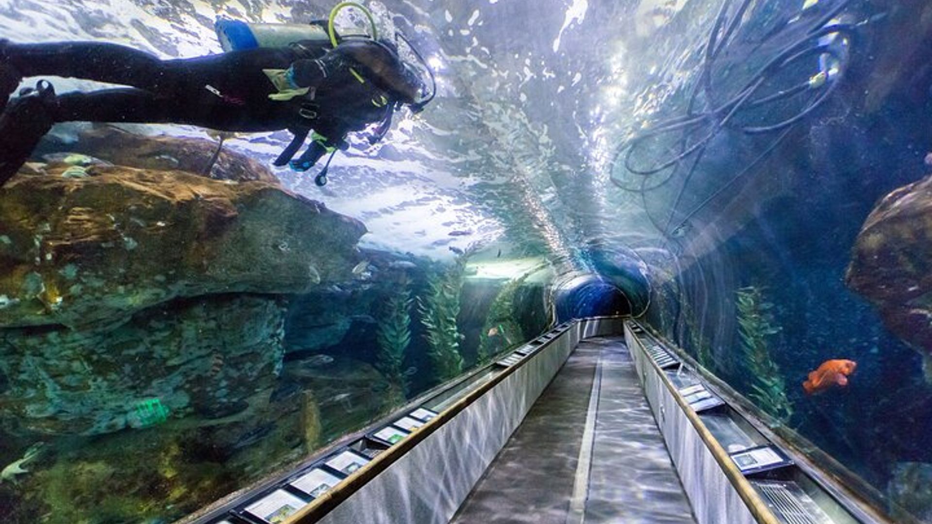 San Francisco Aquarium of the Bay VIP Experience image 1