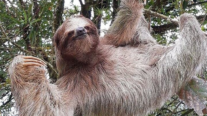 La Fortuna Wildlife Tour with Sloths, Toucans, Frogs
