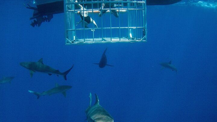 Hawaii Shark Cage Diving Excursion in Oahu