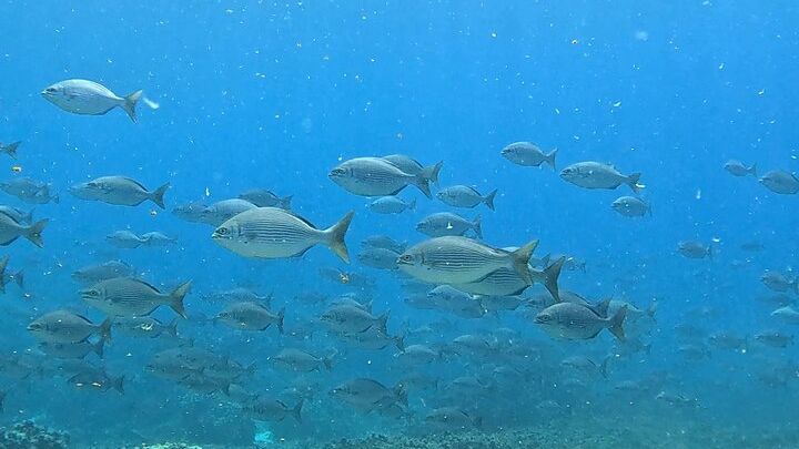 Daymaniyat Islands Group Snorkeling Trip