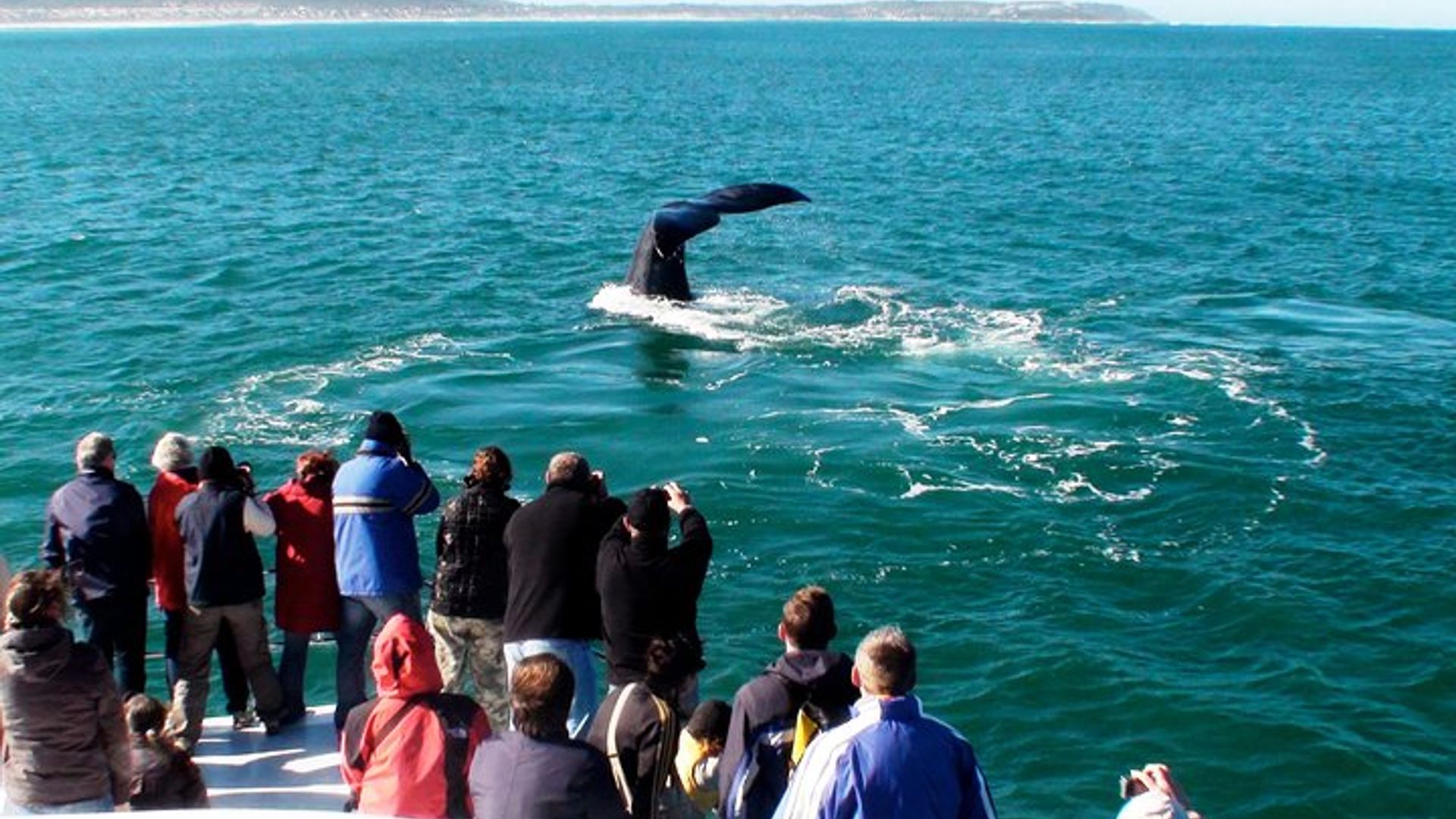 Hermanus Whale Watching and Wine: Private Tour from Cape Town