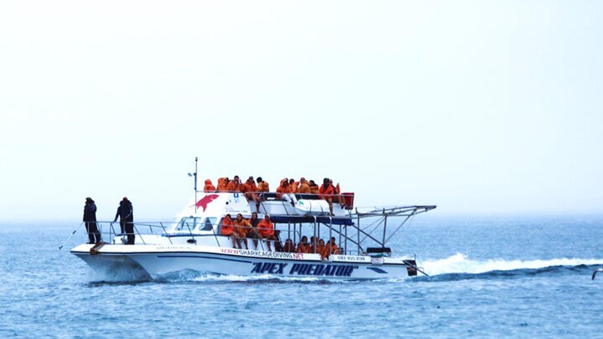 Shark Cage Diving with Return Transport from Hermanus