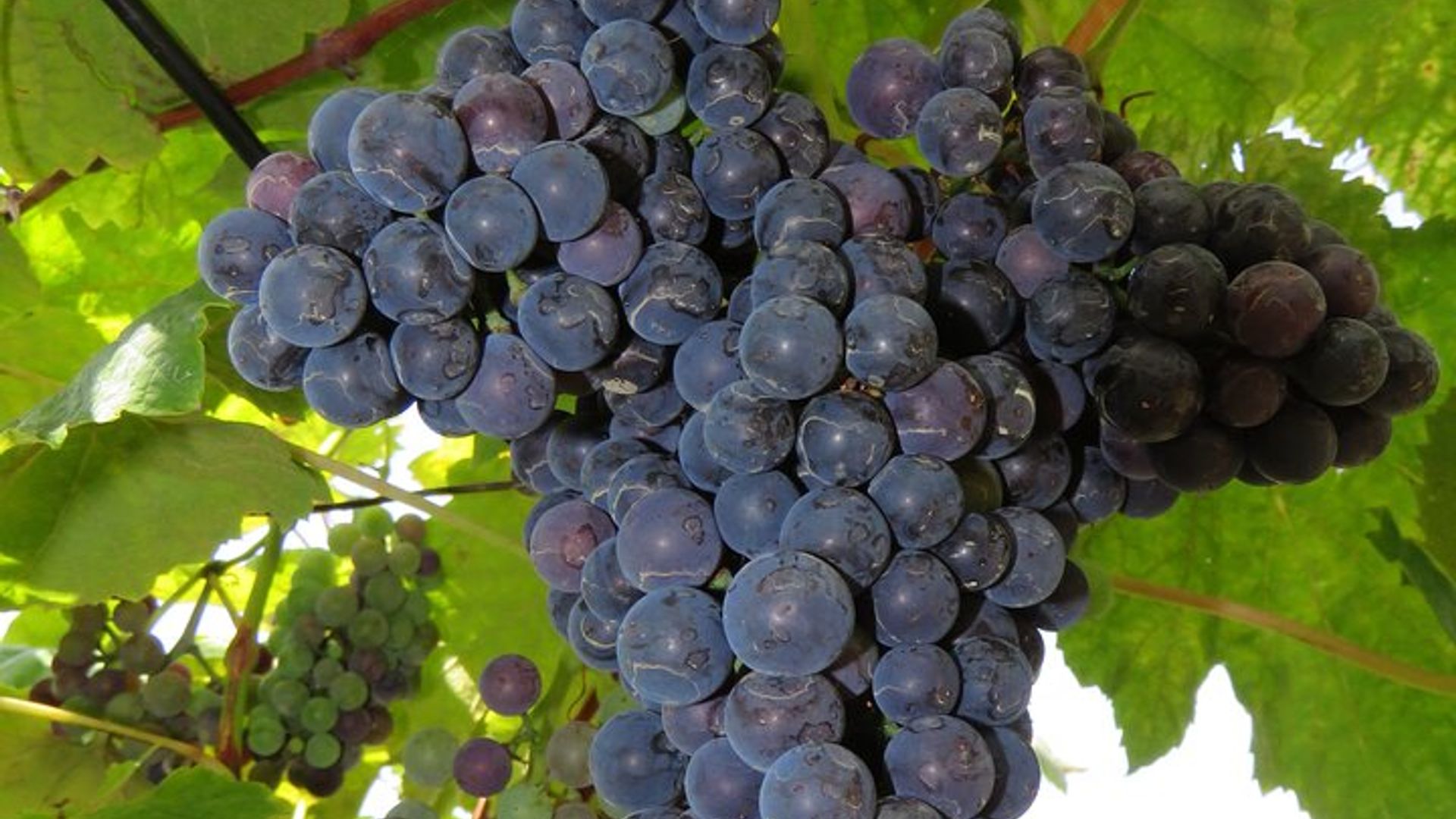 Vineyard Escapade and skywalk, a Wine Tour 4x4 Adventure