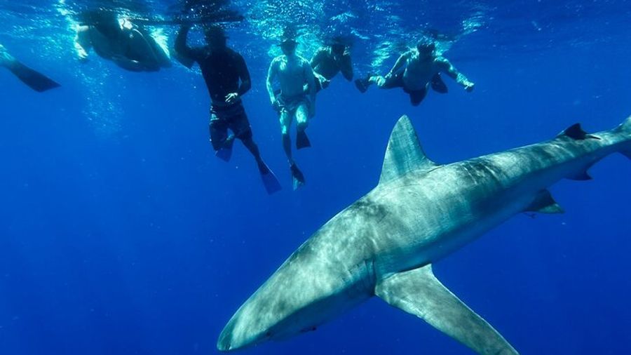 Oahu: Haleiwa Swimming with Sharks Cage-Free Experience