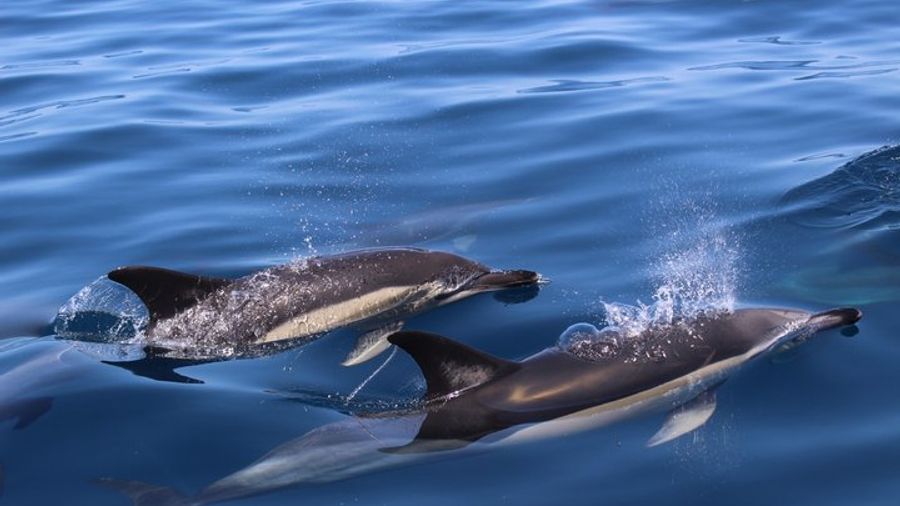 Biologist guided dolphin watching safari