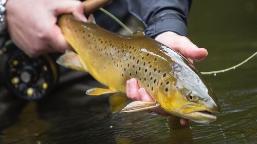 Fishing lesson for beginners 