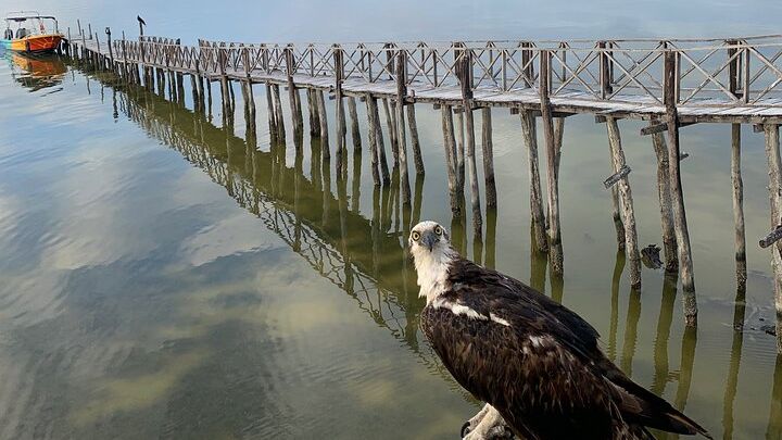 Isla Holbox 3-Island Tour: Passion, Bird, and Punta Mosquito Islands