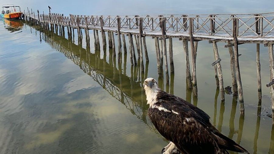 Holbox Three Islands Tour: Punta Mosquito, Passion, Bird Island
