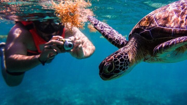 Sea turtle and cenotes half day Snorkeling Tour from Riviera Maya