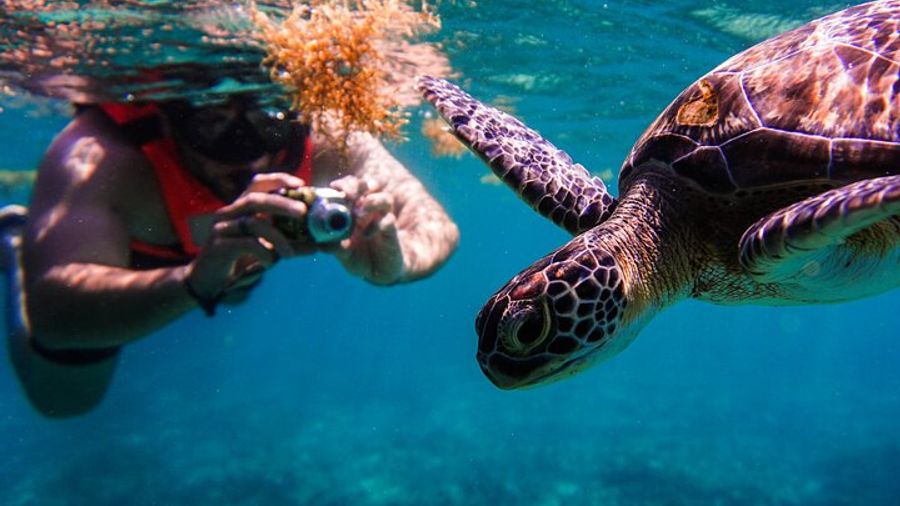 Sea turtle and cenotes half day Snorkeling Tour from Riviera Maya