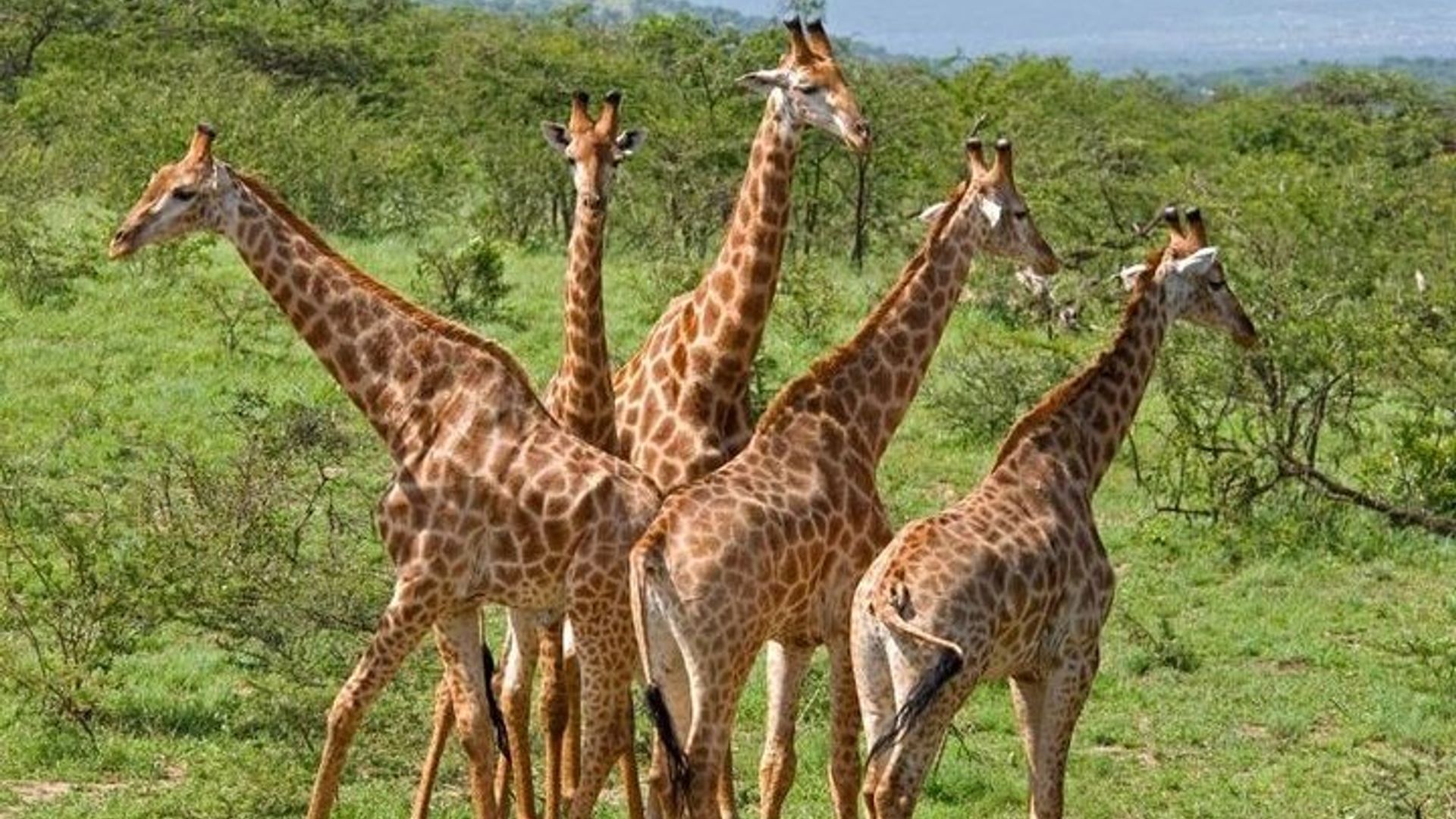 Safari privado de 10 días de Johannesburgo a Ciudad del Cabo