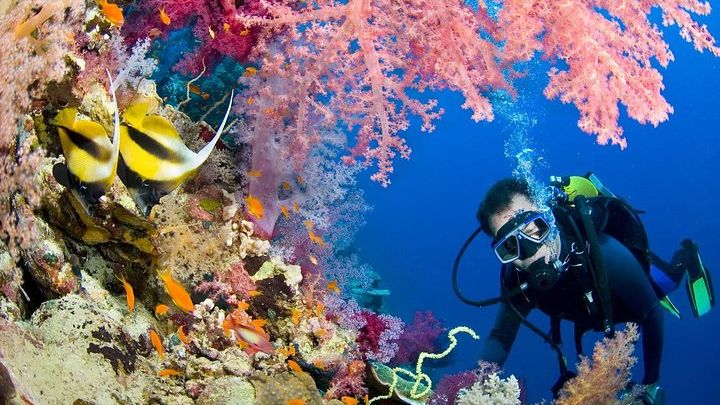 Intro Diving and Snorkeling day Trip