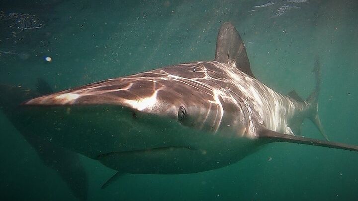 False Bay Shark Cage Diving Tour