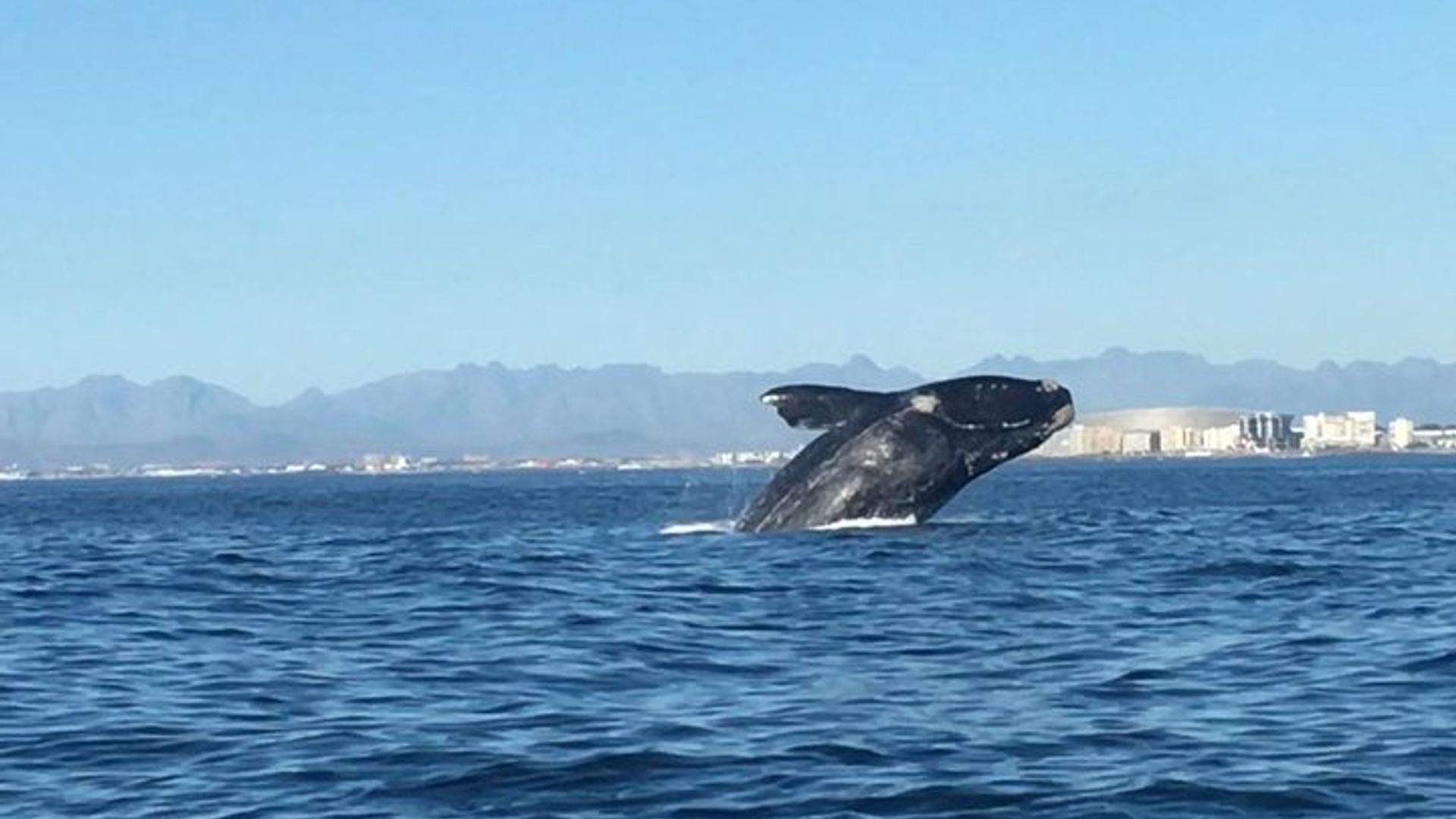 Excursion pour l'observation des baleines au départ du Cap