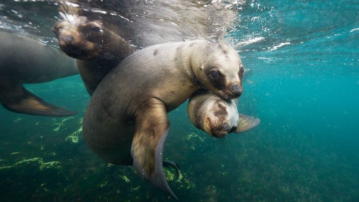 Puerto Madryn Snorkeling Near Wild Sea Lions Experience