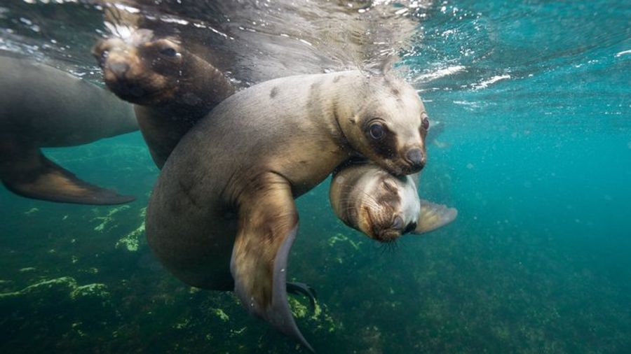 Puerto Madryn Snorkeling Near Wild Sea Lions Experience
